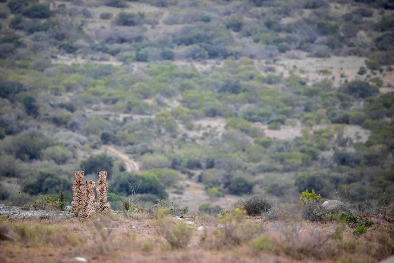 Pumba Private Game Reserve Grahamstown Eksteriør bilde