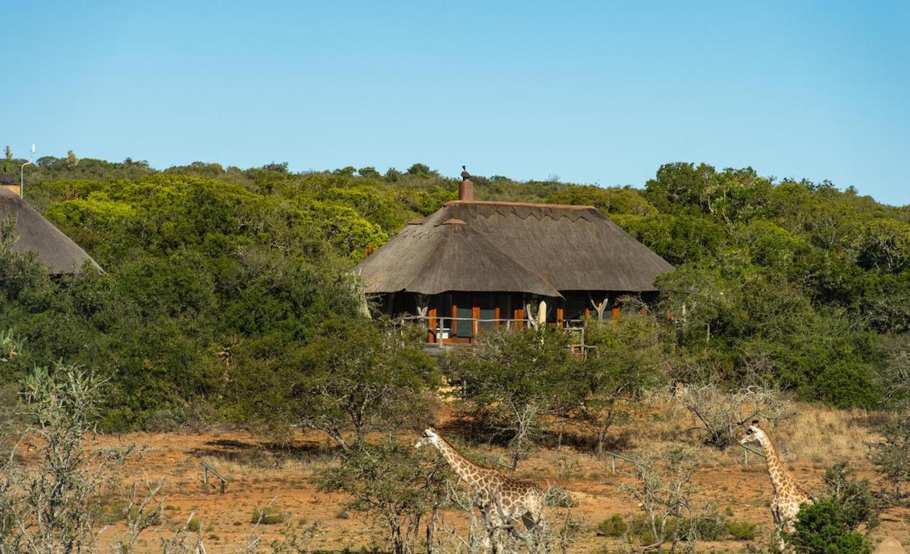 Pumba Private Game Reserve Grahamstown Eksteriør bilde
